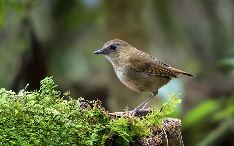 Langbian Lesser Shortwing (Brachypteryx (leucophris) langbianensis) at Da Lat Bird Hides - Southern Vietnam. Photo by: Phuc Le - Vietnam Bird Photography Tours - Vietbirdphototours.com